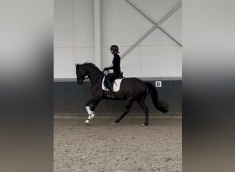 Deutsches Sportpferd, Wallach, 6 Jahre, 170 cm, Rappe