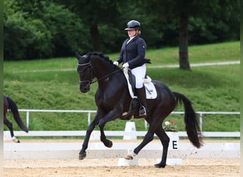 Deutsches Sportpferd, Wallach, 6 Jahre, 170 cm, Rappe