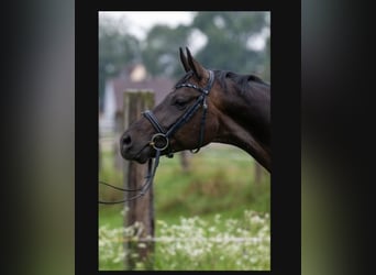 Deutsches Sportpferd, Wallach, 6 Jahre, 170 cm, Rappe
