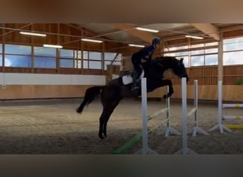 Deutsches Sportpferd, Wallach, 6 Jahre, 170 cm, Rappe