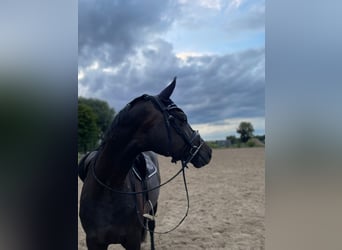 Deutsches Sportpferd, Wallach, 6 Jahre, 170 cm, Rappe