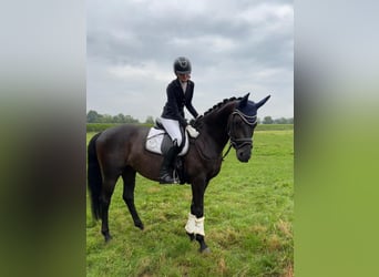 Deutsches Sportpferd, Wallach, 6 Jahre, 170 cm, Rappe