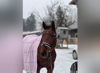 Deutsches Sportpferd, Wallach, 6 Jahre, 170 cm
