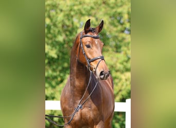 Deutsches Sportpferd, Wallach, 6 Jahre, 171 cm, Brauner