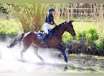 Deutsches Sportpferd, Wallach, 6 Jahre, 171 cm, Brauner