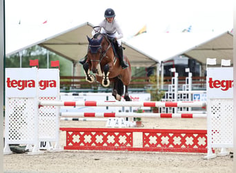 Deutsches Sportpferd, Wallach, 6 Jahre, 171 cm, Brauner