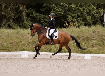 Deutsches Sportpferd, Wallach, 6 Jahre, 172 cm, Brauner