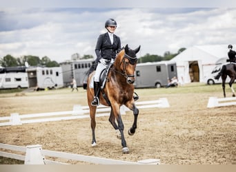 Deutsches Sportpferd, Wallach, 6 Jahre, 172 cm, Brauner