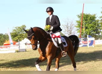 Deutsches Sportpferd, Wallach, 6 Jahre, 172 cm, Brauner