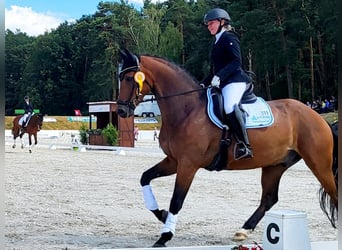 Deutsches Sportpferd, Wallach, 6 Jahre, 172 cm, Brauner