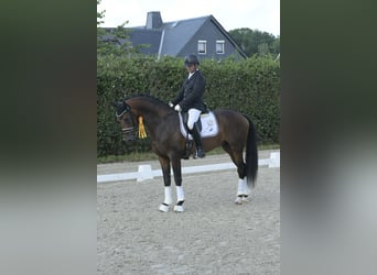 Deutsches Sportpferd, Wallach, 6 Jahre, 172 cm, Brauner