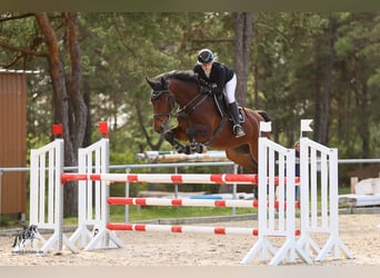 Deutsches Sportpferd, Wallach, 6 Jahre, 172 cm, Brauner