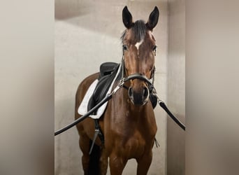 Deutsches Sportpferd, Wallach, 6 Jahre, 172 cm, Brauner