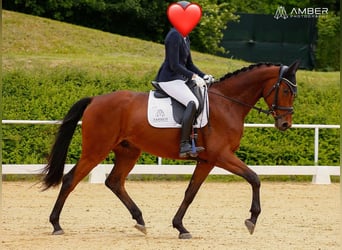 Deutsches Sportpferd, Wallach, 6 Jahre, 172 cm, Brauner