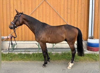 Deutsches Sportpferd, Wallach, 6 Jahre, 172 cm, Dunkelbrauner