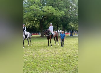 Deutsches Sportpferd, Wallach, 6 Jahre, 172 cm, Dunkelbrauner