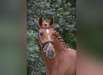 Deutsches Sportpferd, Wallach, 6 Jahre, 172 cm, Fuchs