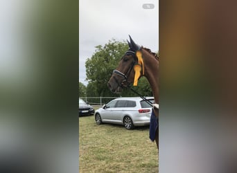 Deutsches Sportpferd, Wallach, 6 Jahre, 172 cm, Fuchs