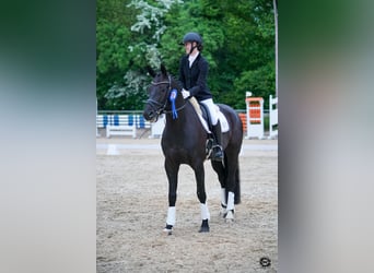 Deutsches Sportpferd, Wallach, 6 Jahre, 172 cm, Rappe