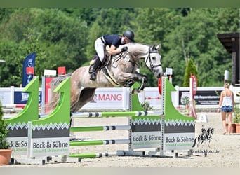 Deutsches Sportpferd, Wallach, 6 Jahre, 172 cm, Schimmel