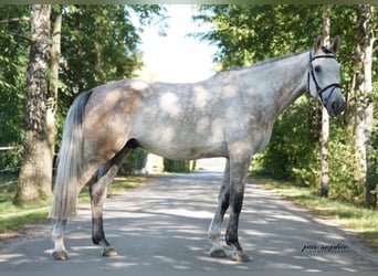 Deutsches Sportpferd, Wallach, 6 Jahre, 172 cm, Schimmel