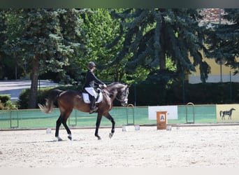 Deutsches Sportpferd, Wallach, 6 Jahre, 172 cm, Schimmel