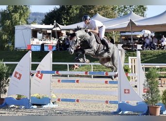 Deutsches Sportpferd, Wallach, 6 Jahre, 173 cm, Apfelschimmel