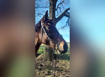 Deutsches Sportpferd, Wallach, 6 Jahre, 173 cm, Dunkelbrauner