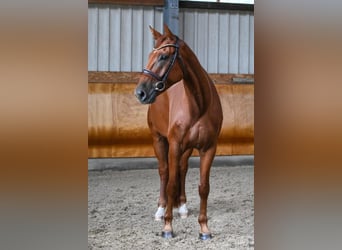 Deutsches Sportpferd, Wallach, 6 Jahre, 173 cm, Fuchs