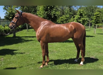 Deutsches Sportpferd, Wallach, 6 Jahre, 173 cm, Fuchs