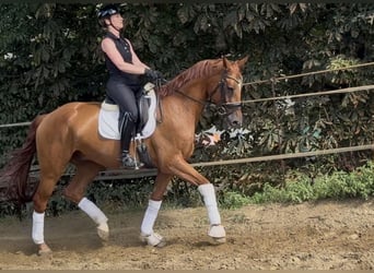 Deutsches Sportpferd, Wallach, 6 Jahre, 173 cm, Fuchs