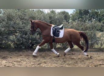 Deutsches Sportpferd, Wallach, 6 Jahre, 173 cm, Fuchs