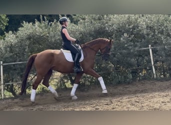 Deutsches Sportpferd, Wallach, 6 Jahre, 173 cm, Fuchs