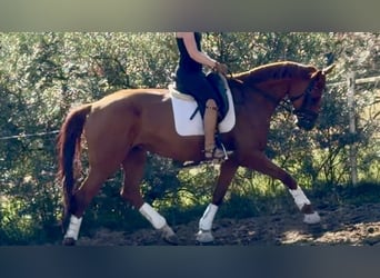 Deutsches Sportpferd, Wallach, 6 Jahre, 173 cm, Fuchs