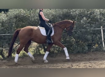 Deutsches Sportpferd, Wallach, 6 Jahre, 173 cm, Fuchs