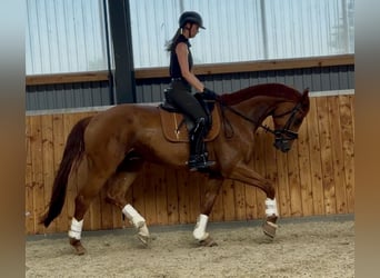 Deutsches Sportpferd, Wallach, 6 Jahre, 173 cm, Fuchs