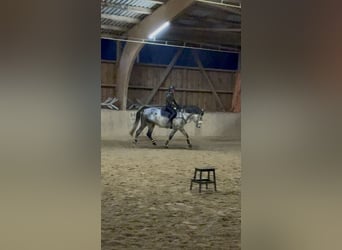 Deutsches Sportpferd, Wallach, 6 Jahre, 173 cm, Schimmel