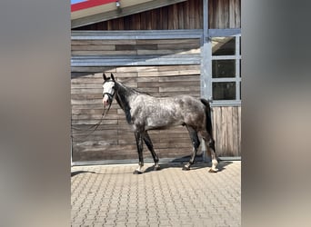 Deutsches Sportpferd, Wallach, 6 Jahre, 173 cm, Schimmel