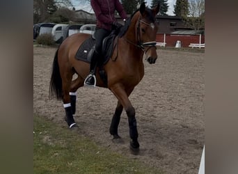 Deutsches Sportpferd, Wallach, 6 Jahre, 174 cm, Brauner