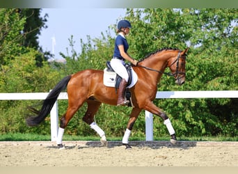 Deutsches Sportpferd, Wallach, 6 Jahre, 174 cm, Brauner