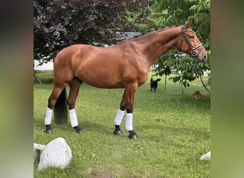 Deutsches Sportpferd, Wallach, 6 Jahre, 174 cm, Brauner