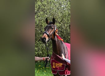 Deutsches Sportpferd, Wallach, 6 Jahre, 174 cm, Brauner