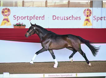 Deutsches Sportpferd, Wallach, 6 Jahre, 174 cm, Brauner