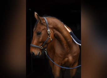 Deutsches Sportpferd, Wallach, 6 Jahre, 174 cm, Brauner