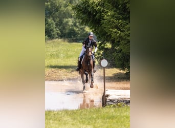 Deutsches Sportpferd, Wallach, 6 Jahre, 174 cm, Brauner