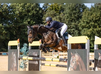 Deutsches Sportpferd, Wallach, 6 Jahre, 174 cm, Brauner
