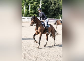 Deutsches Sportpferd, Wallach, 6 Jahre, 174 cm, Brauner