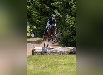 Deutsches Sportpferd, Wallach, 6 Jahre, 174 cm, Brauner