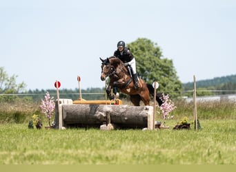 Deutsches Sportpferd, Wallach, 6 Jahre, 174 cm, Brauner