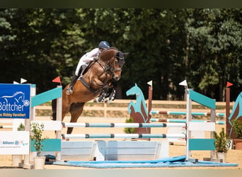 Deutsches Sportpferd, Wallach, 6 Jahre, 174 cm, Brauner